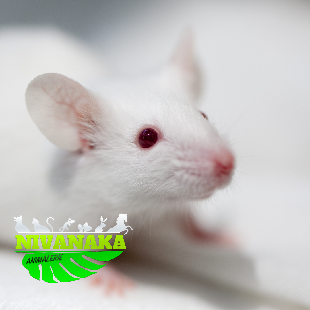 Souris congelées