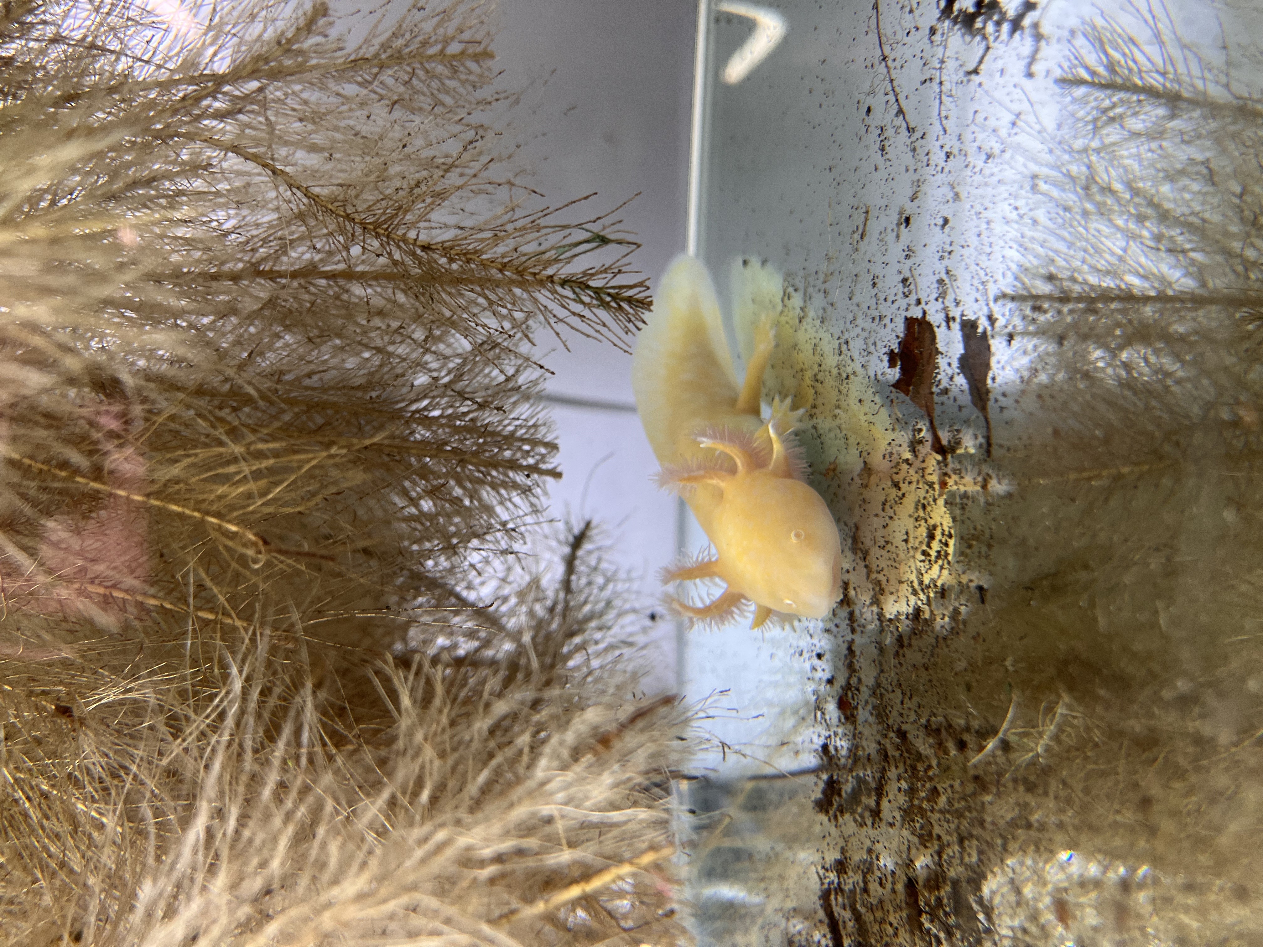 Axolotl - Ambystoma mexicanum