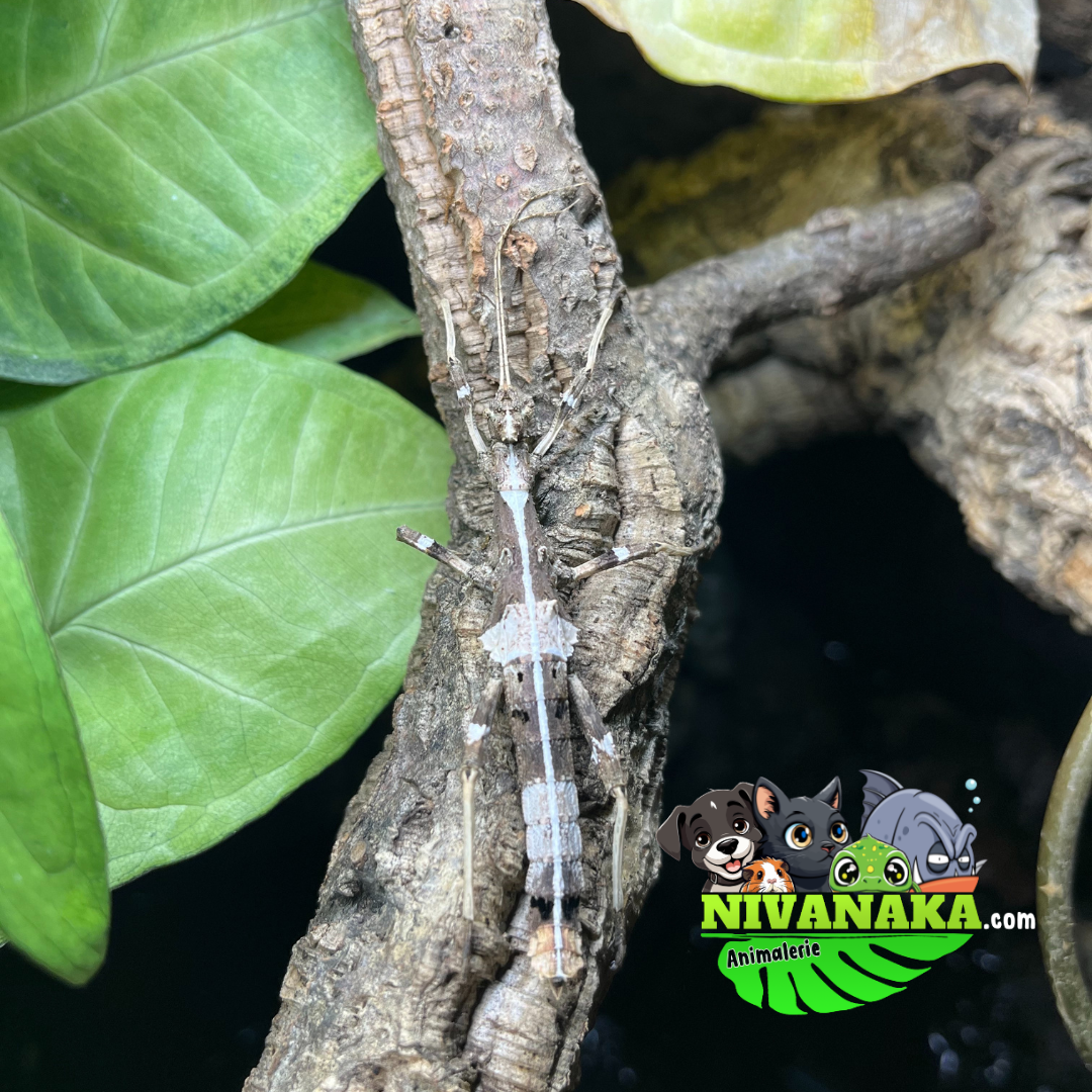 Phasme ensoleillé - Sungaya inexpectata