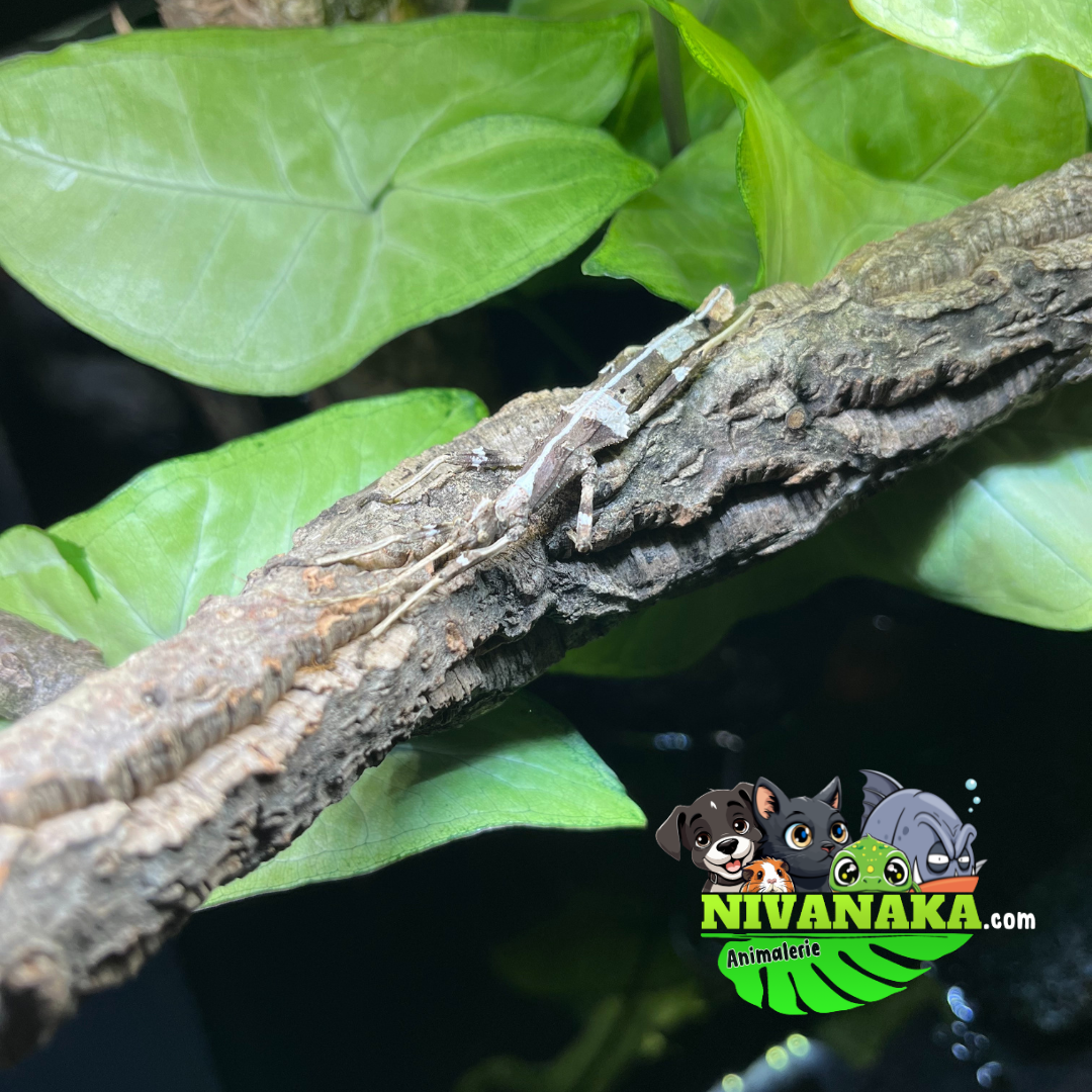 Phasme ensoleillé - Sungaya inexpectata