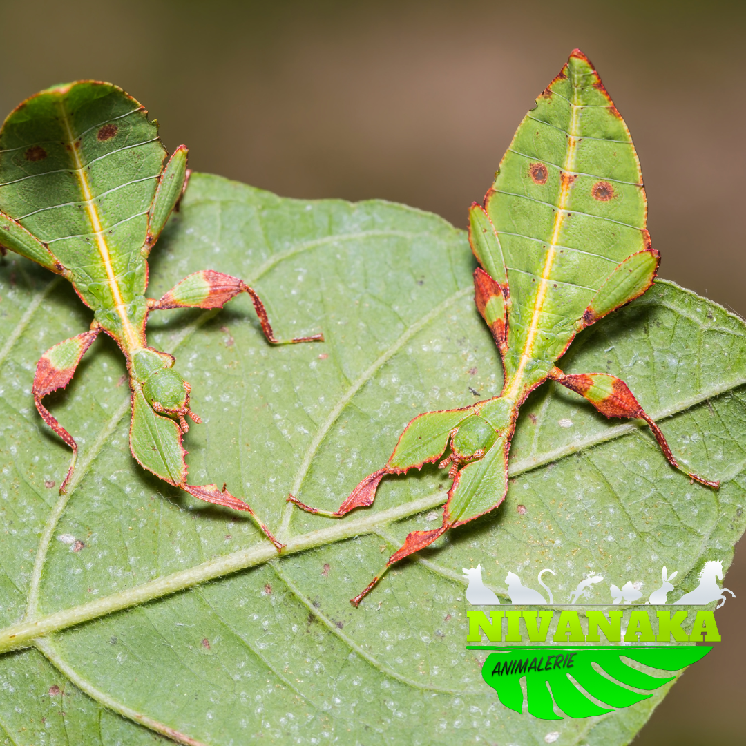 Phasme Feuille - Phyllium letiranti