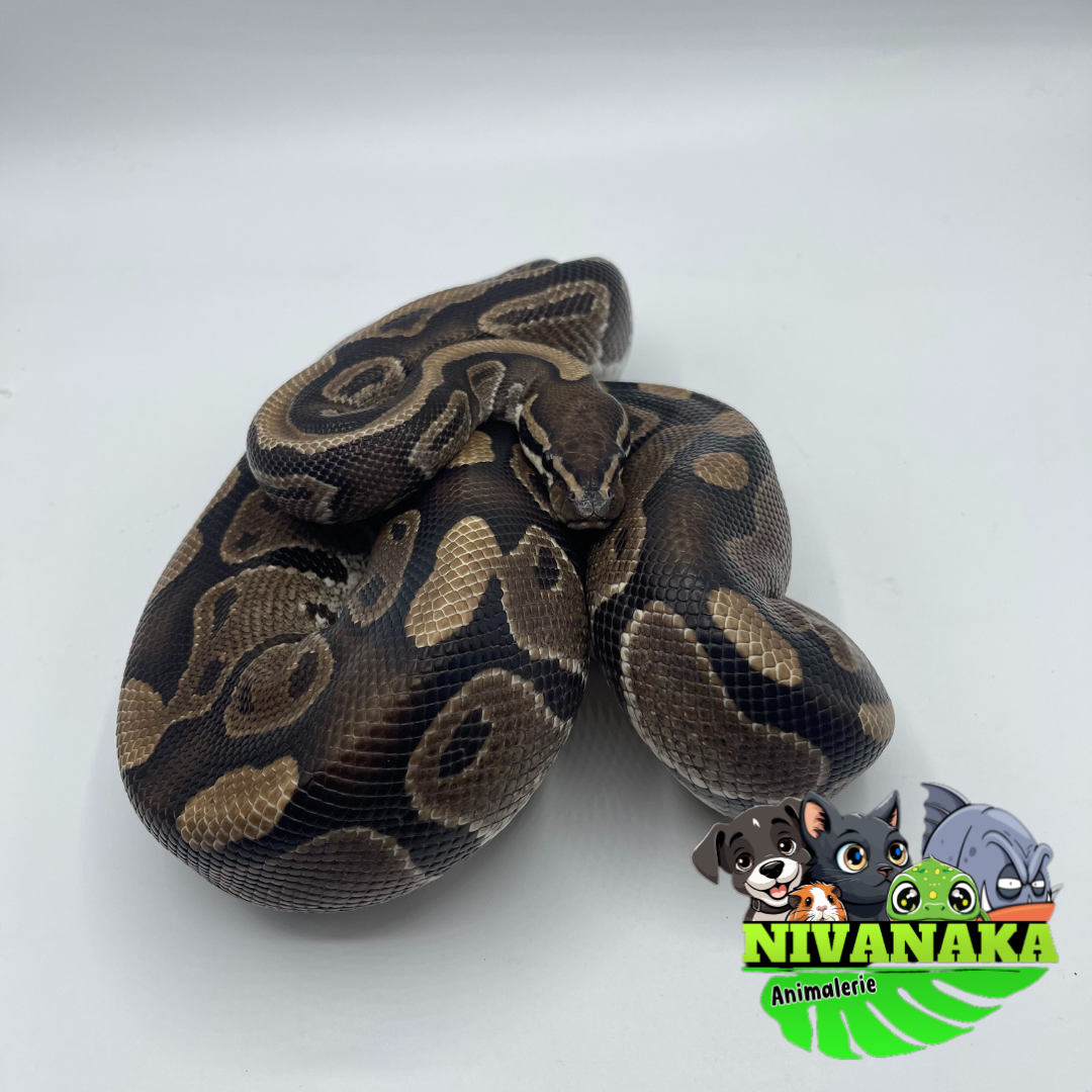 Python royal - Classic