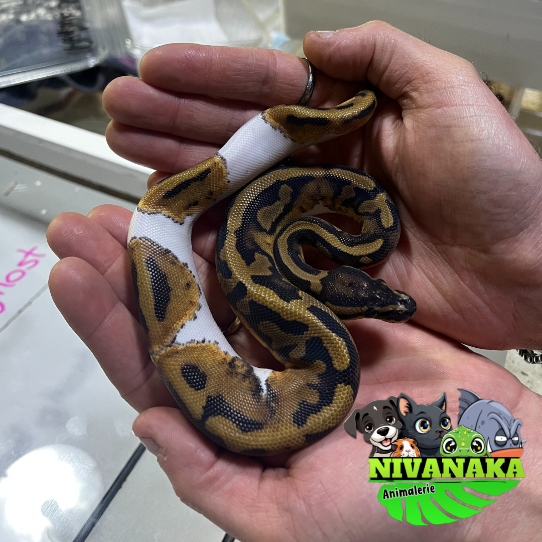 Python royal - Piedbald het axanthic 