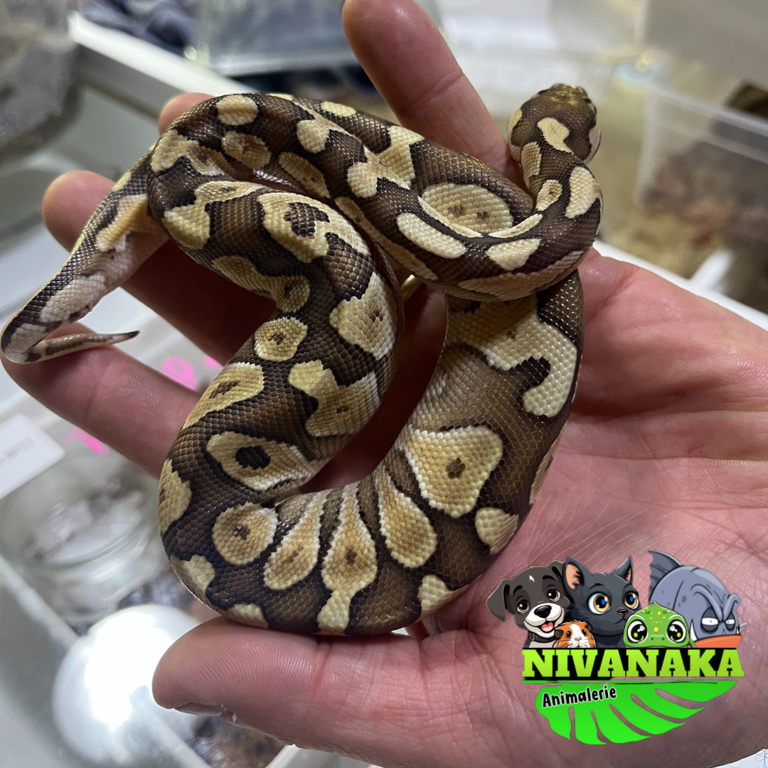 Python royal - Lesser 