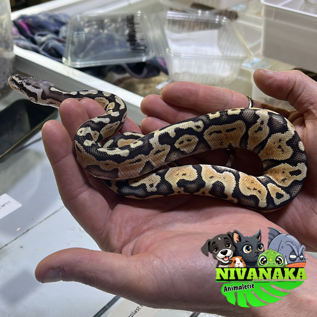 Python royal - Pastel Ghost 