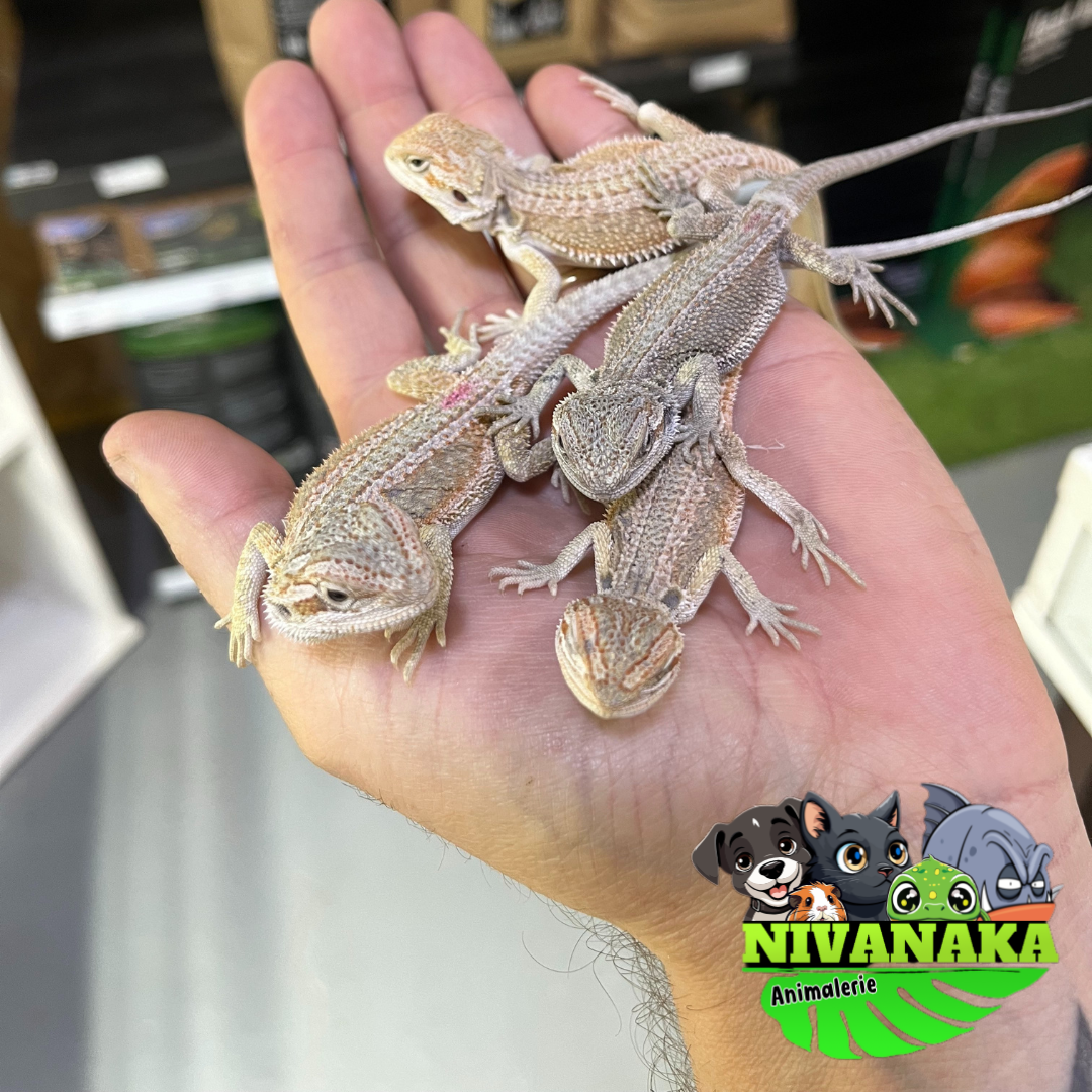 Pogona - Hypo 