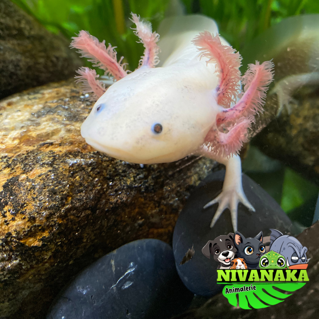 Axolotl - Ambystoma mexicanum