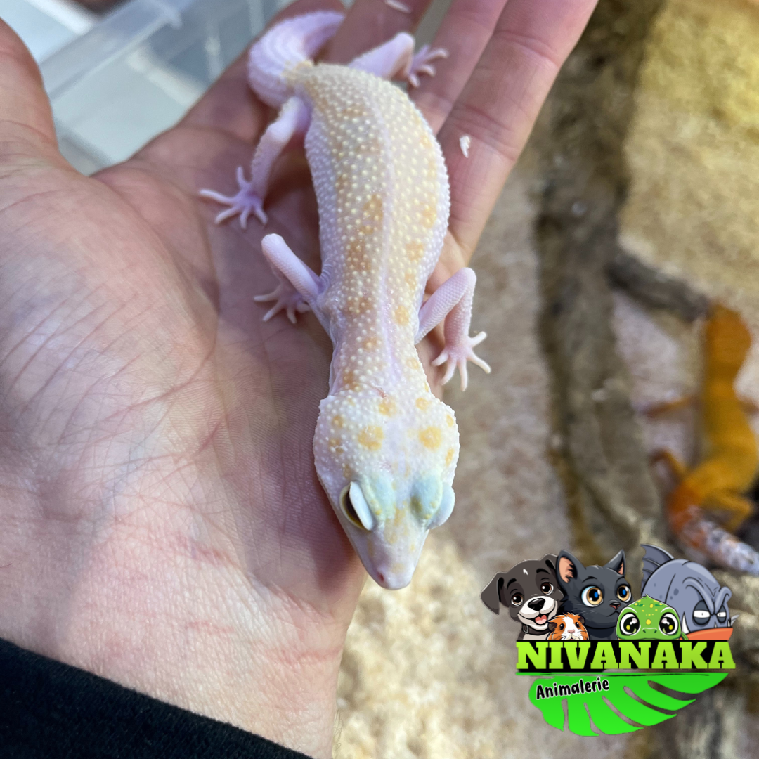 Gecko léopard - White and Yellow