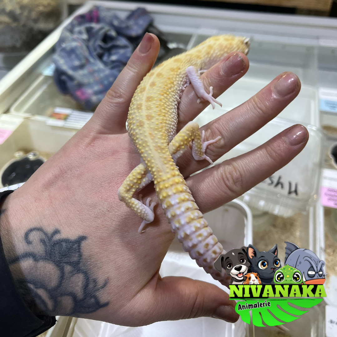 Gecko léopard - White and Yellow