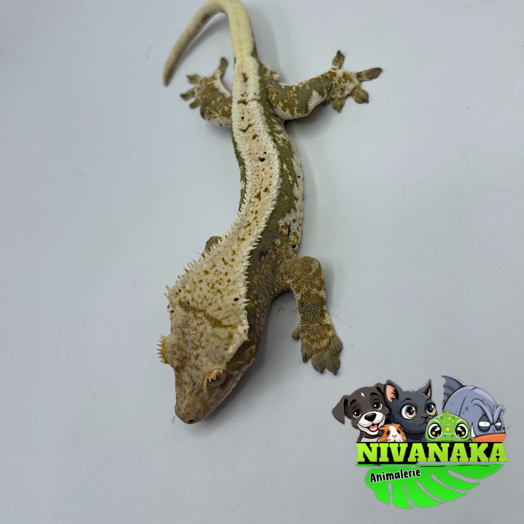 Gecko à crête - Lilly White