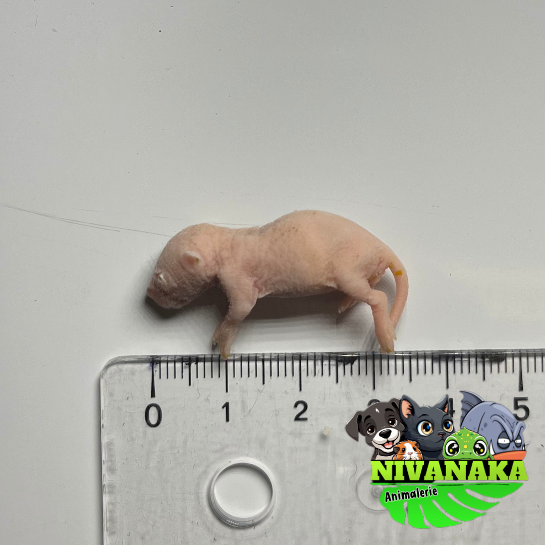 Souris congelées