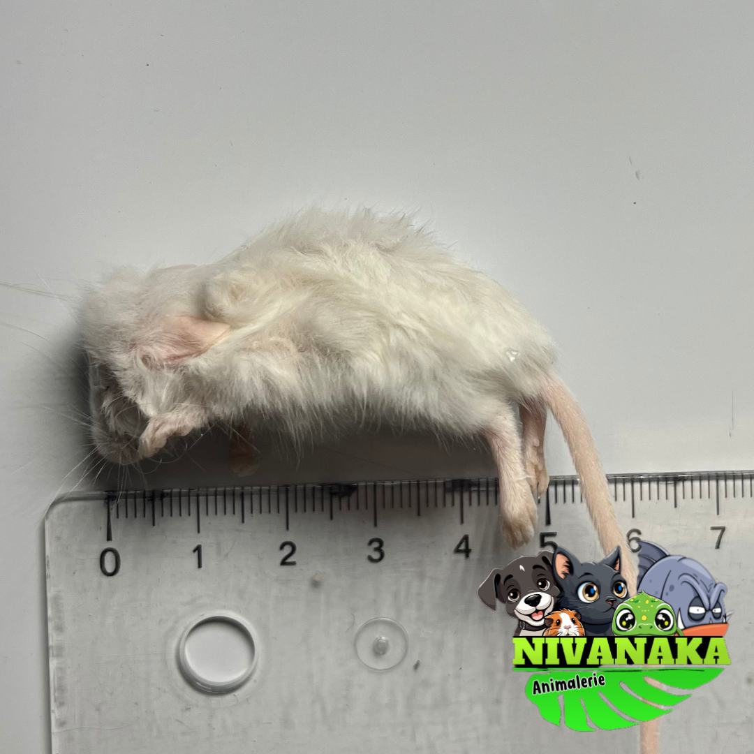 Souris congelées