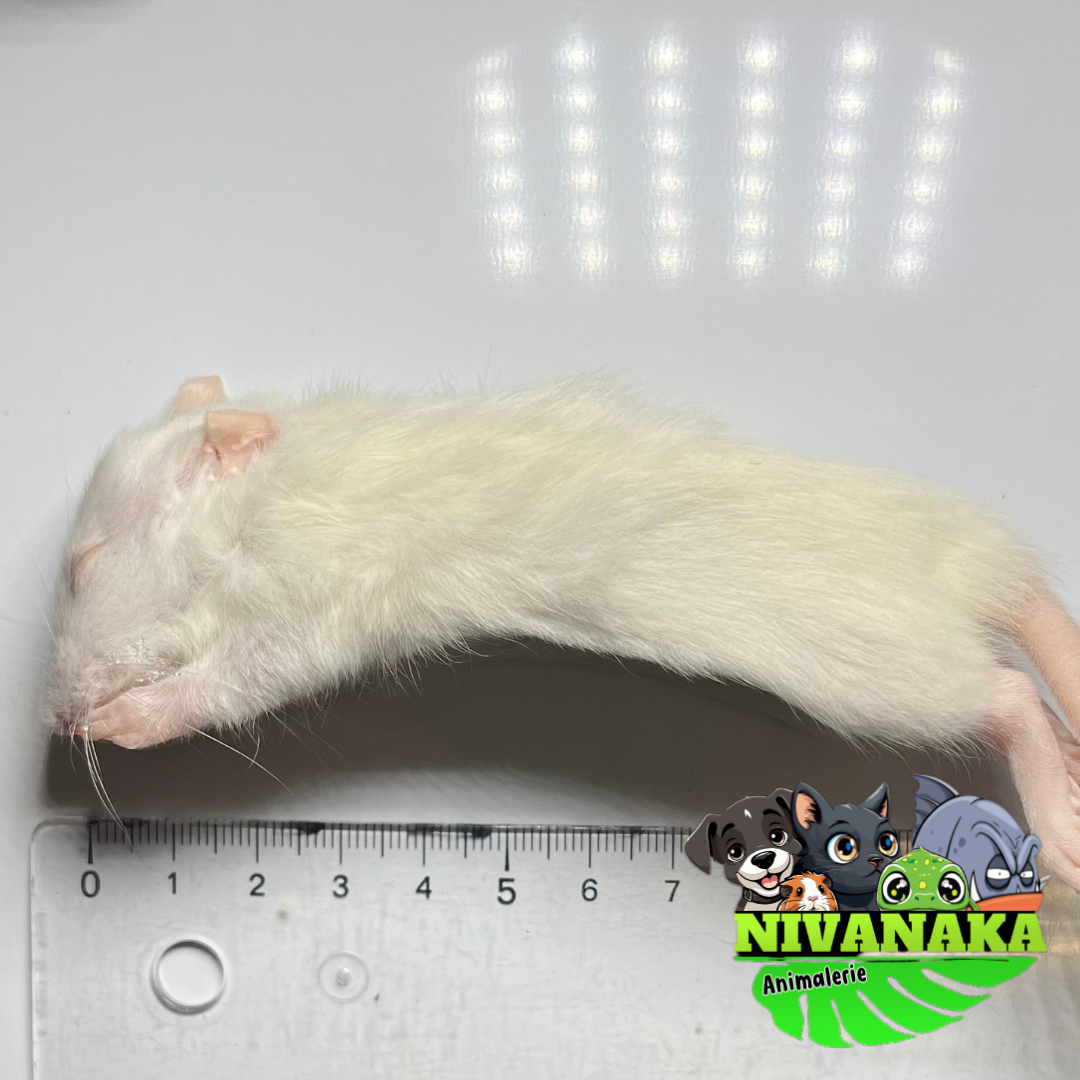 Rats congelés