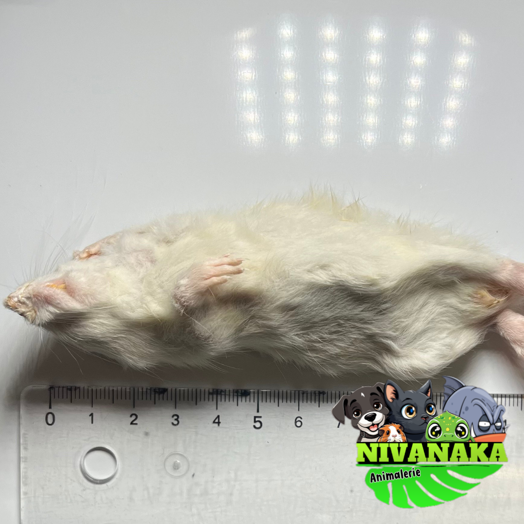 Rats congelés