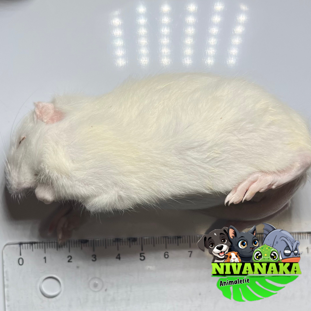 Rats congelés