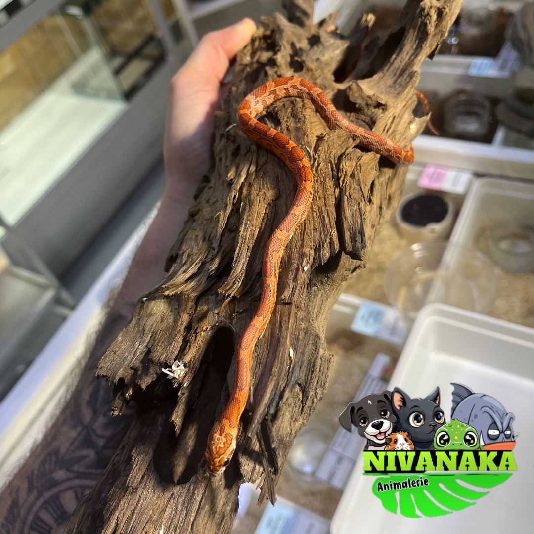 Serpent des blés - Amelanistic Pinstripe