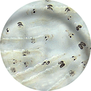 Larve de moustique vivante