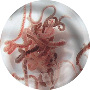 Tubifex vivante