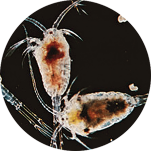 Copepodes vivante