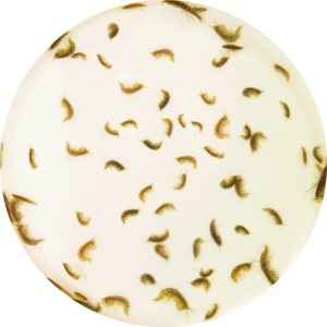 Gammarus vivante