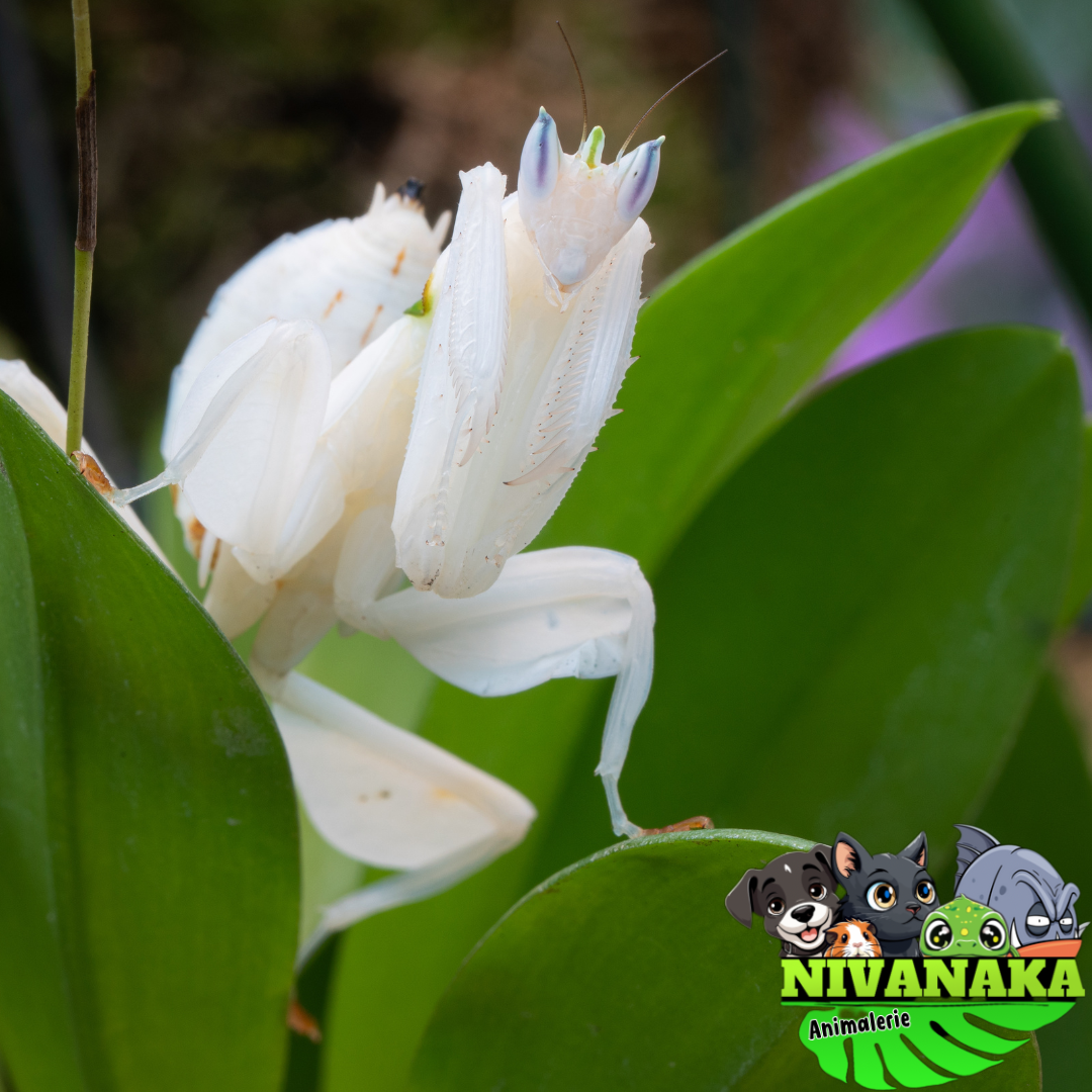 Mantes Orchidée - Hymenopus coronatus
