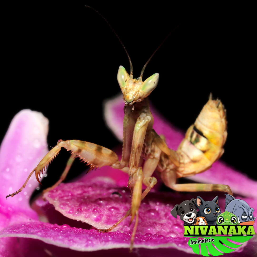 Mantes Fleur - Creobroter sp. Yunnan