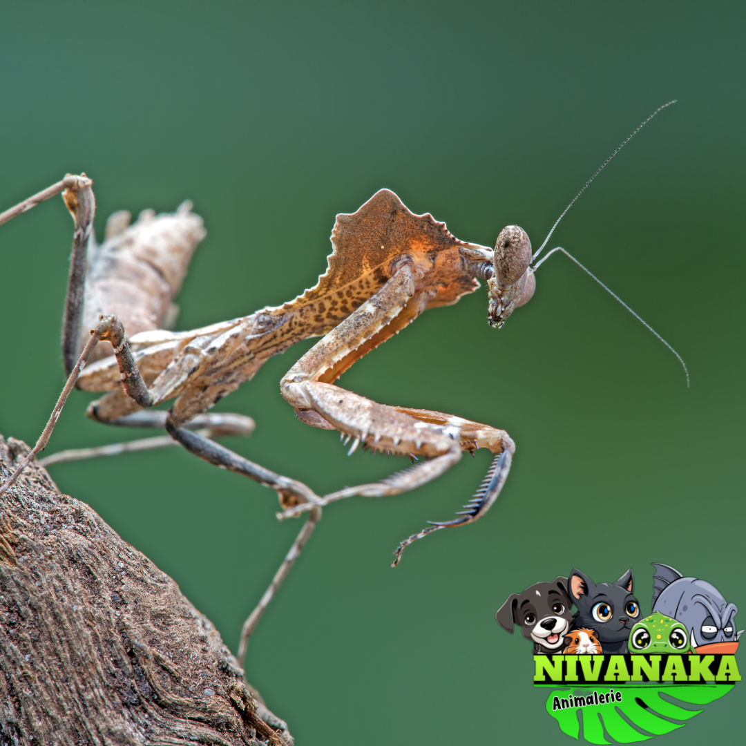 Mantes Feuille - Deroplatys dessicata