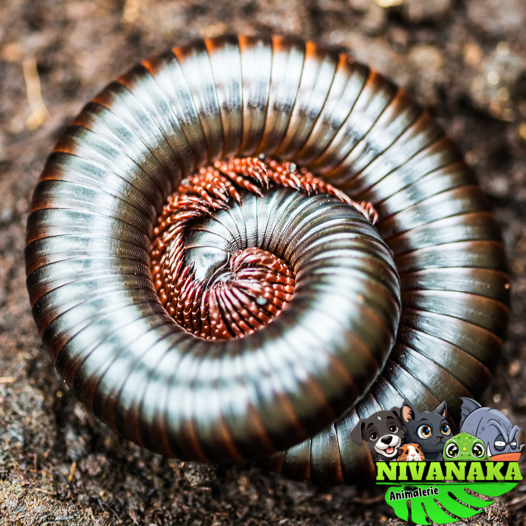 Iule - Mardonius parilis