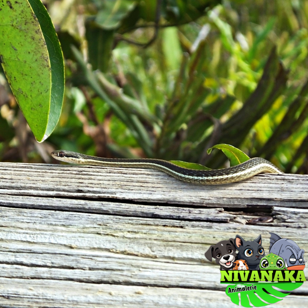 Couleuvre mince - Thamnophis saurita