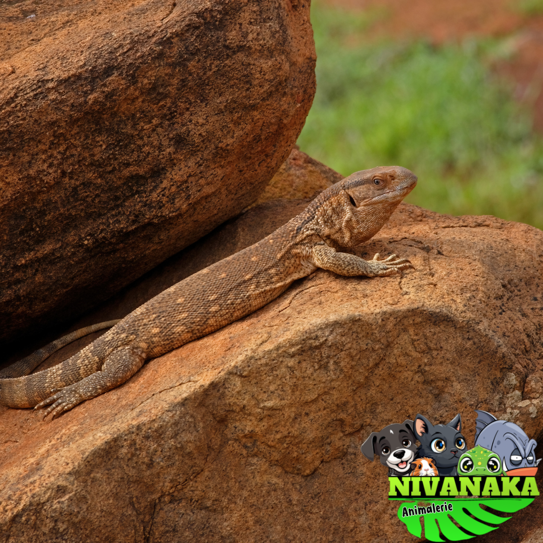 Varan des savanes - Varanus exanthematicus