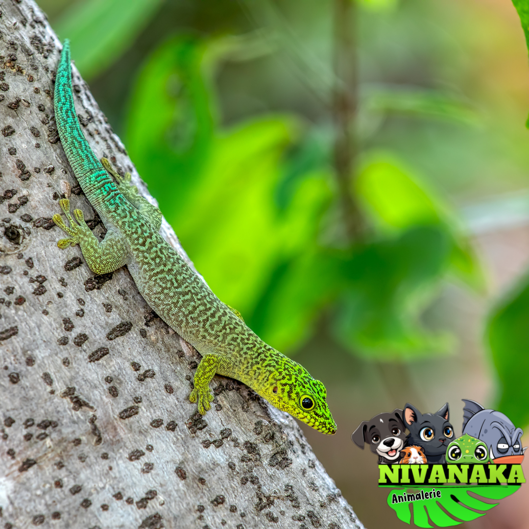 Gecko diurne de Standing - Phelsuma standingi