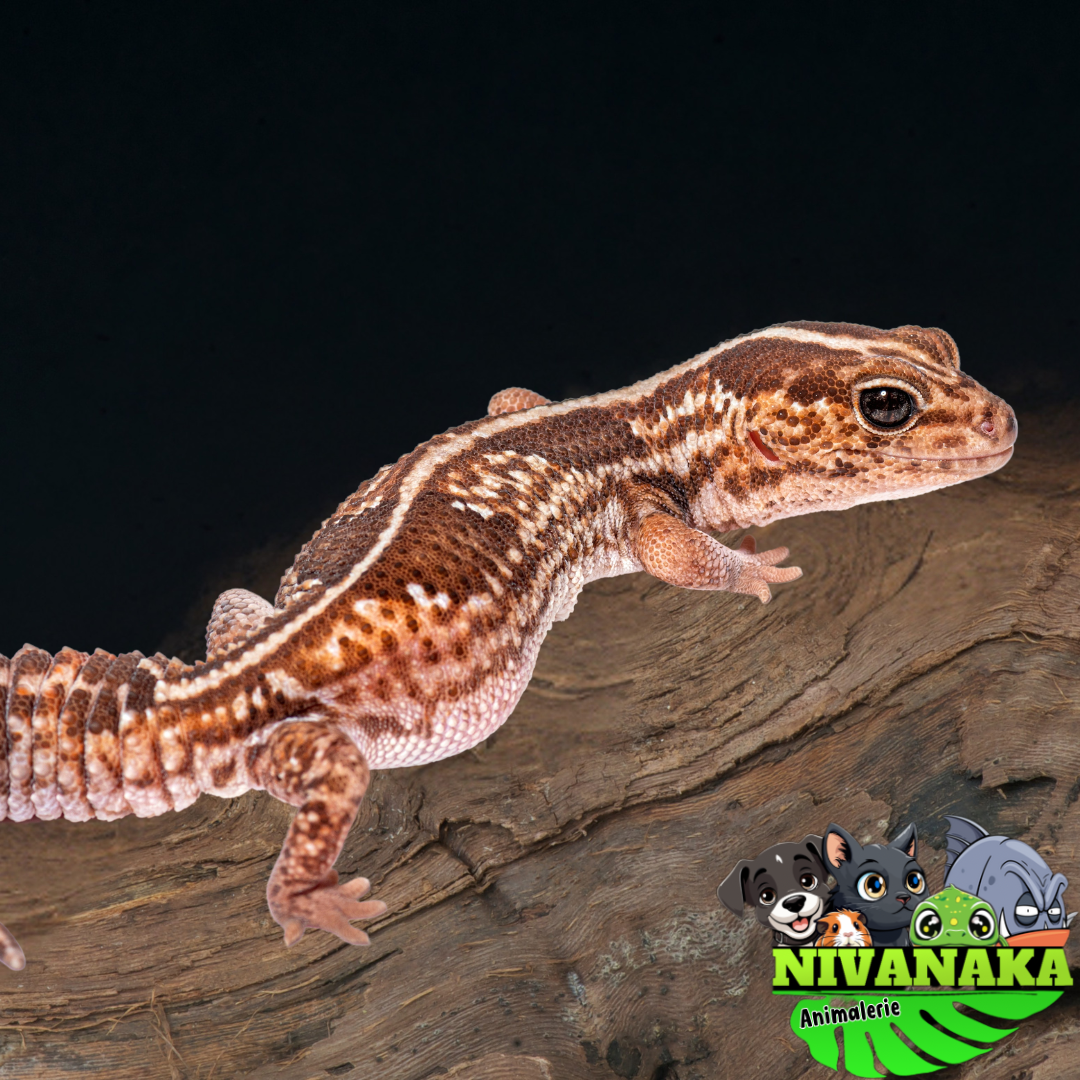Gecko à queue grasse ligné - 	Hemitheconyx caudicinctus