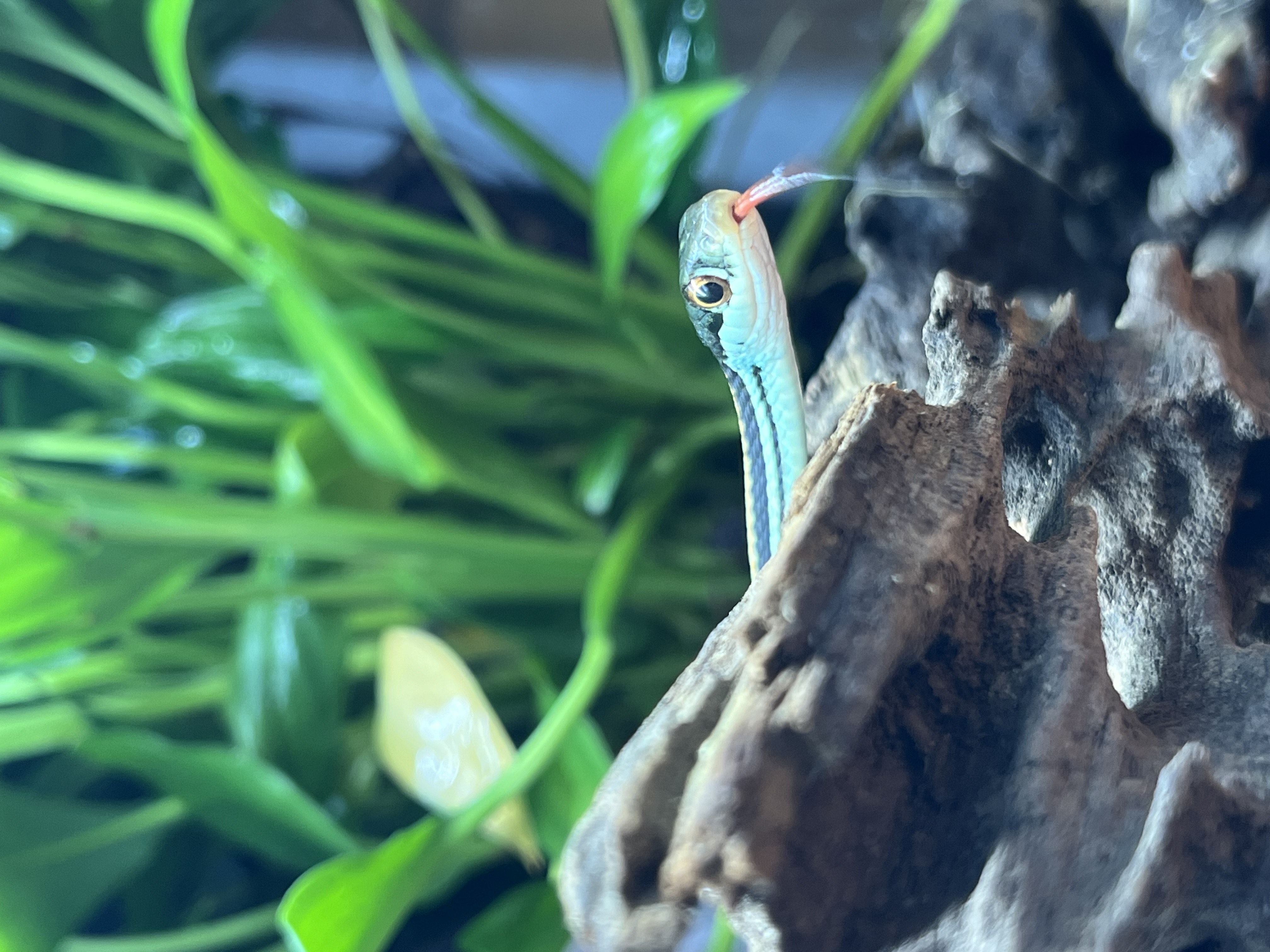 Couleuvre mince - Thamnophis saurita