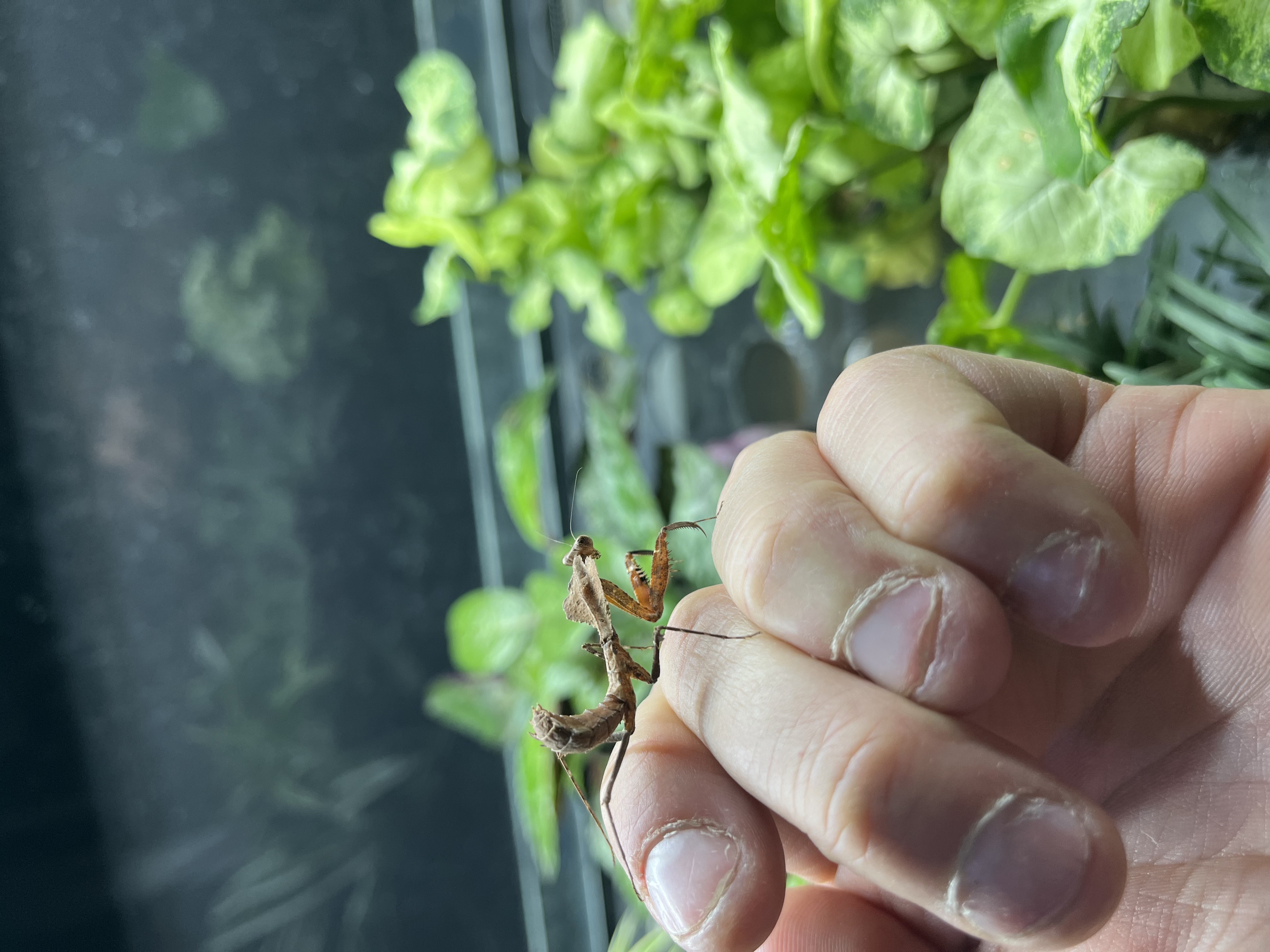 Mantes Feuille - Deroplatys dessicata