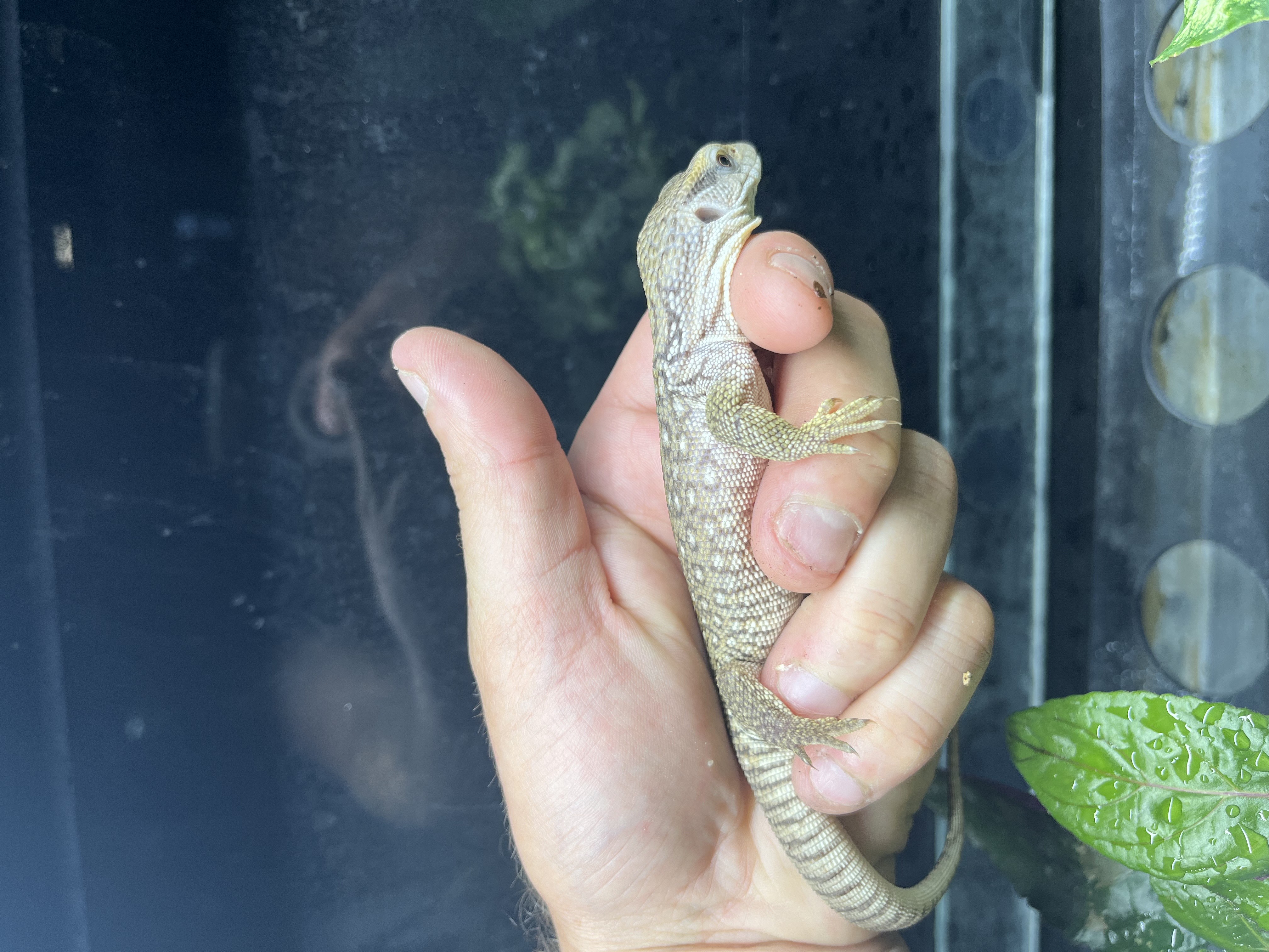 Varan des savanes - Varanus exanthematicus