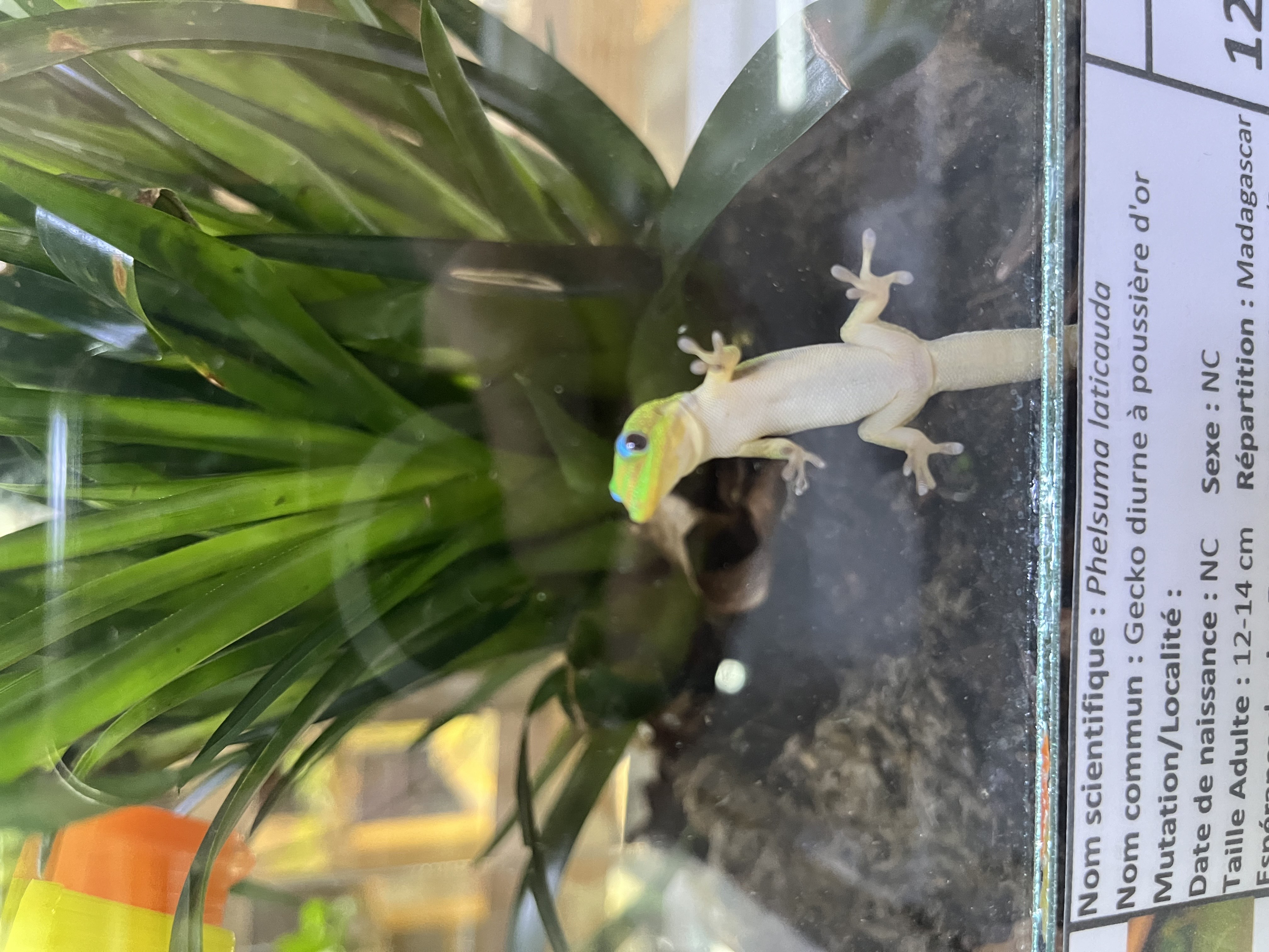Phelsuma laticauda - Gecko diurne poussière d'or