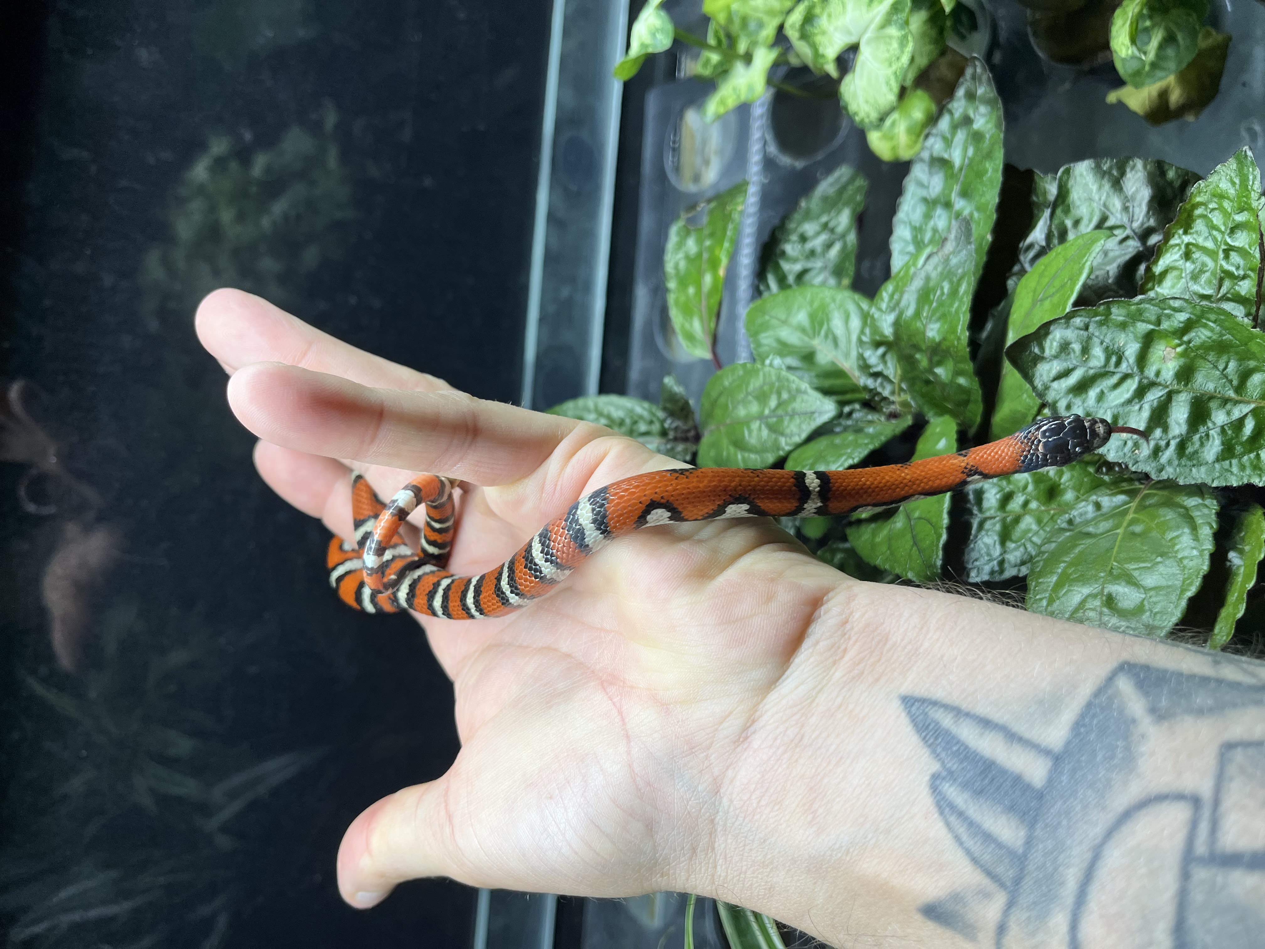 Serpent roi - Lampropeltis sp
