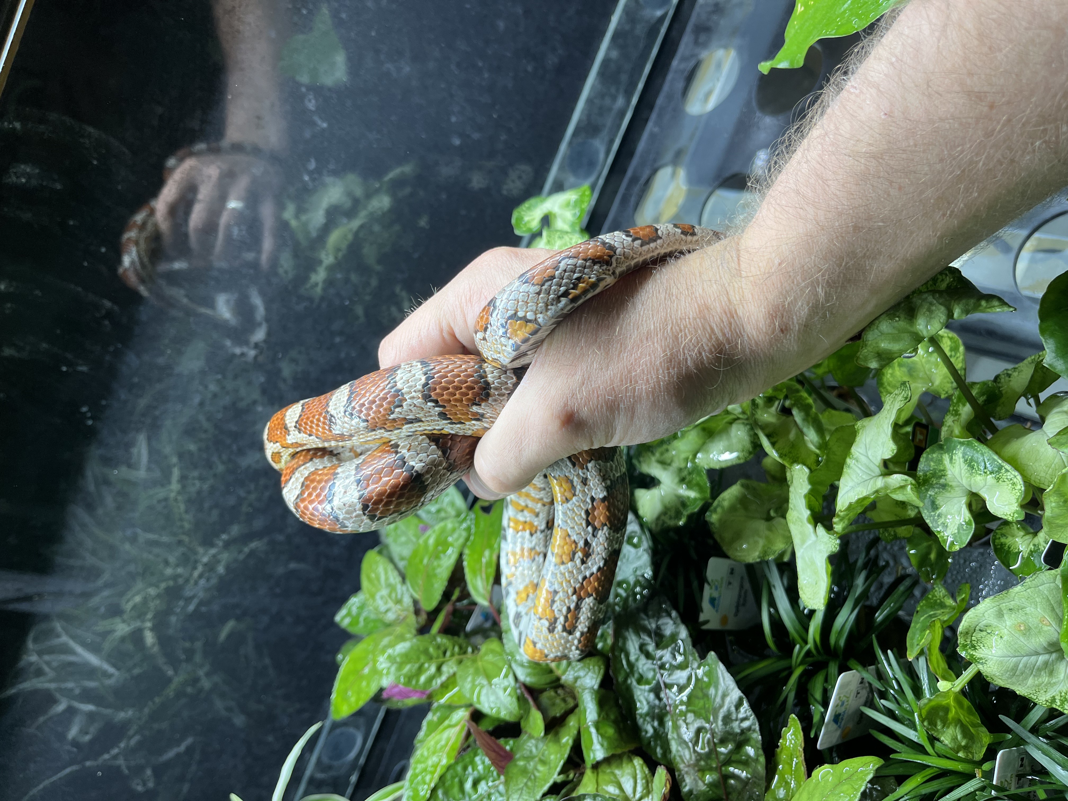 Serpent des blés - Miami adulte