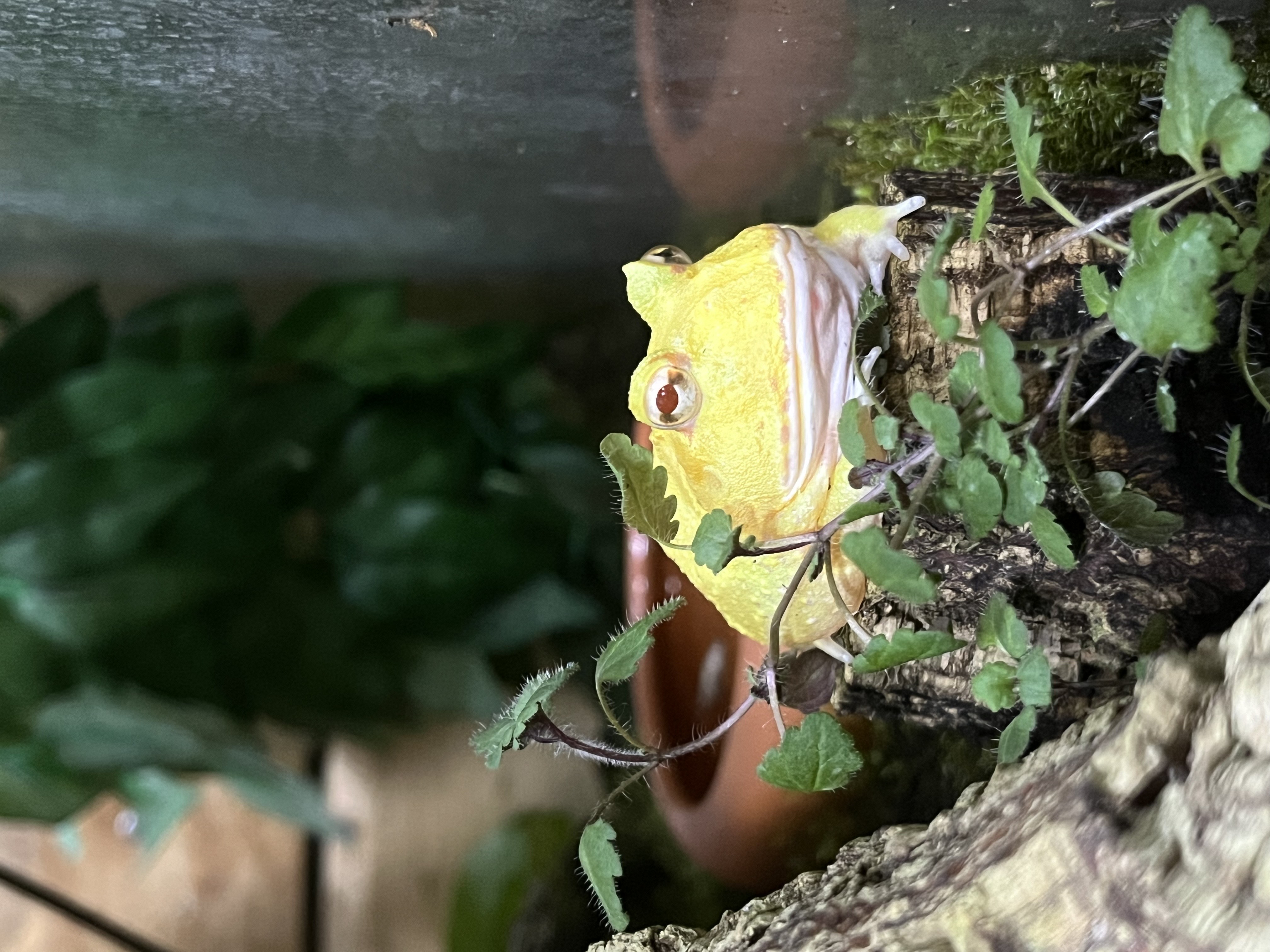 Grenouille Pac-man pikachu 