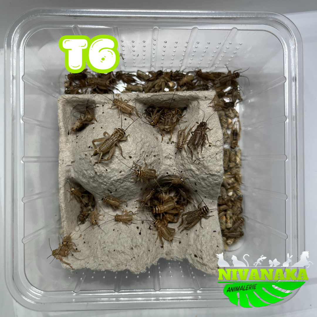Grillons domestiques - Acheta domesticus