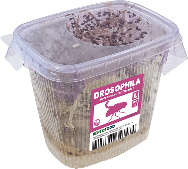 Drosophiles - Drosophila hydei