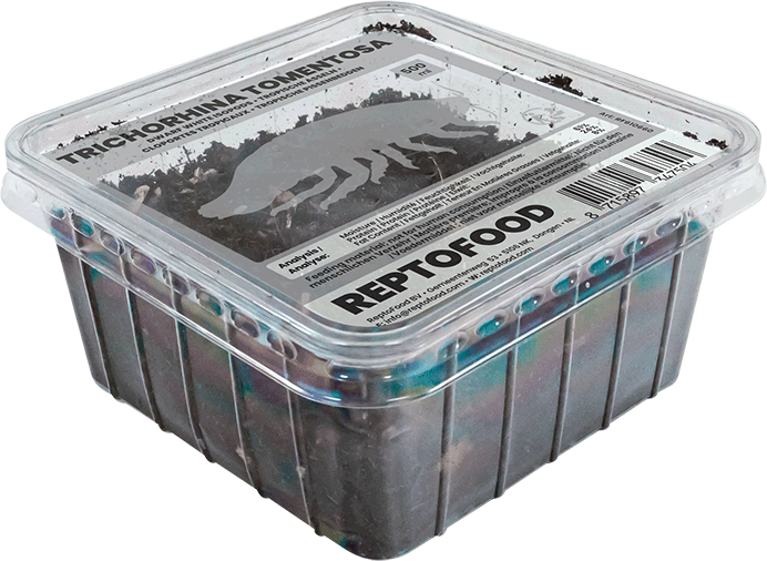 Cloportes tropicaux - Trichorhina tomentosa