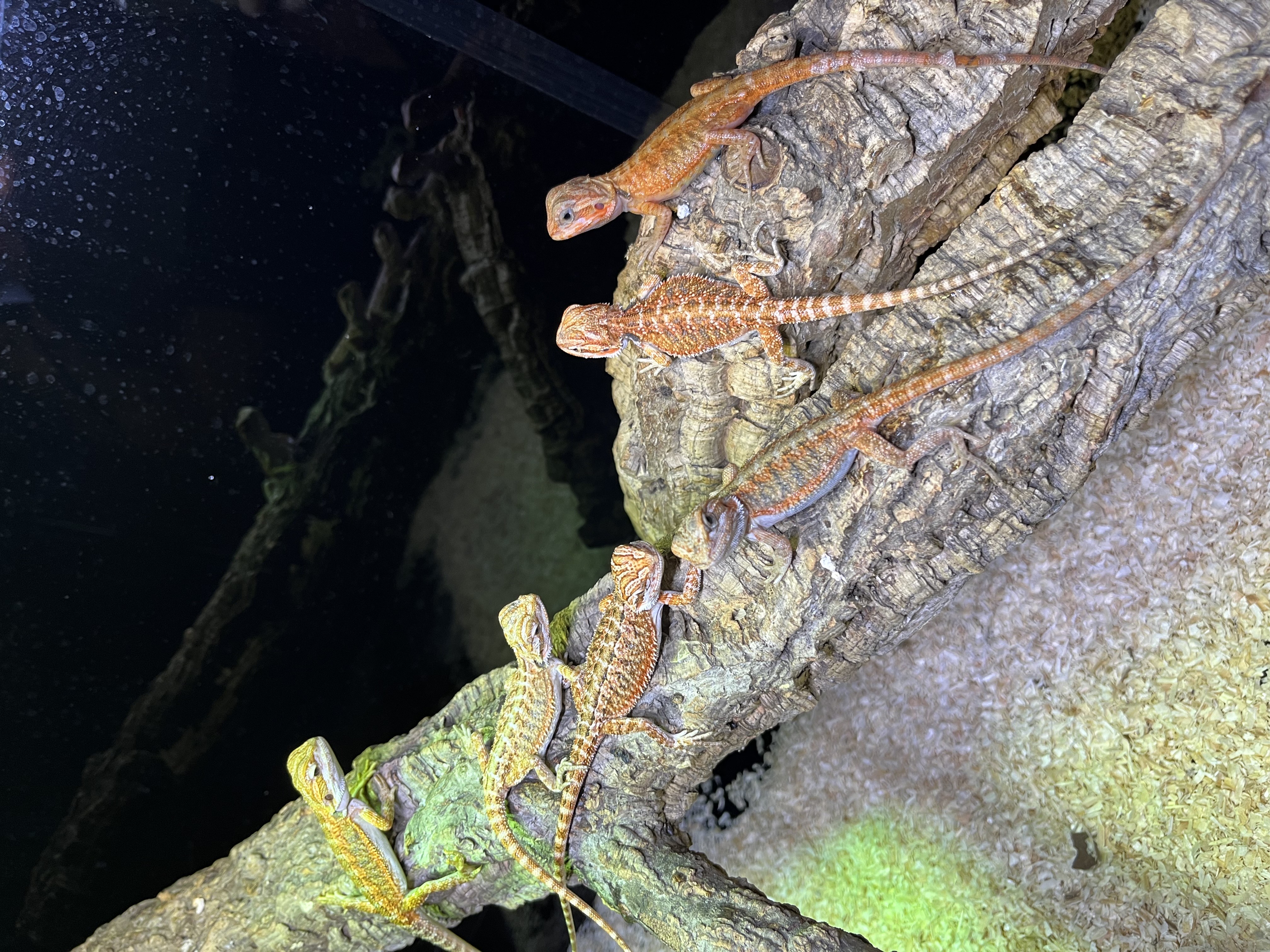 Pogona - Hypo poss blood trans