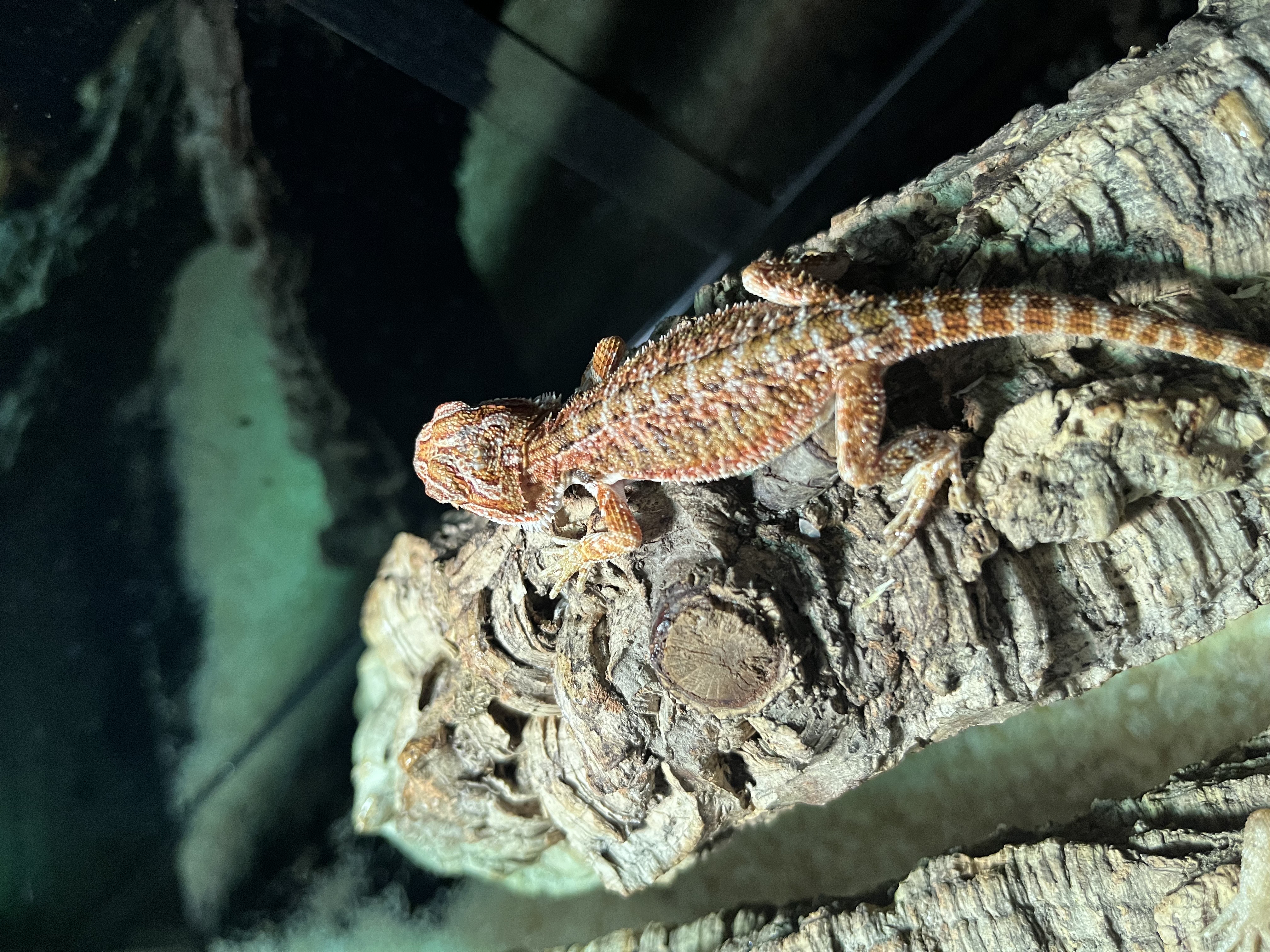 Pogona - Hypo poss blood trans