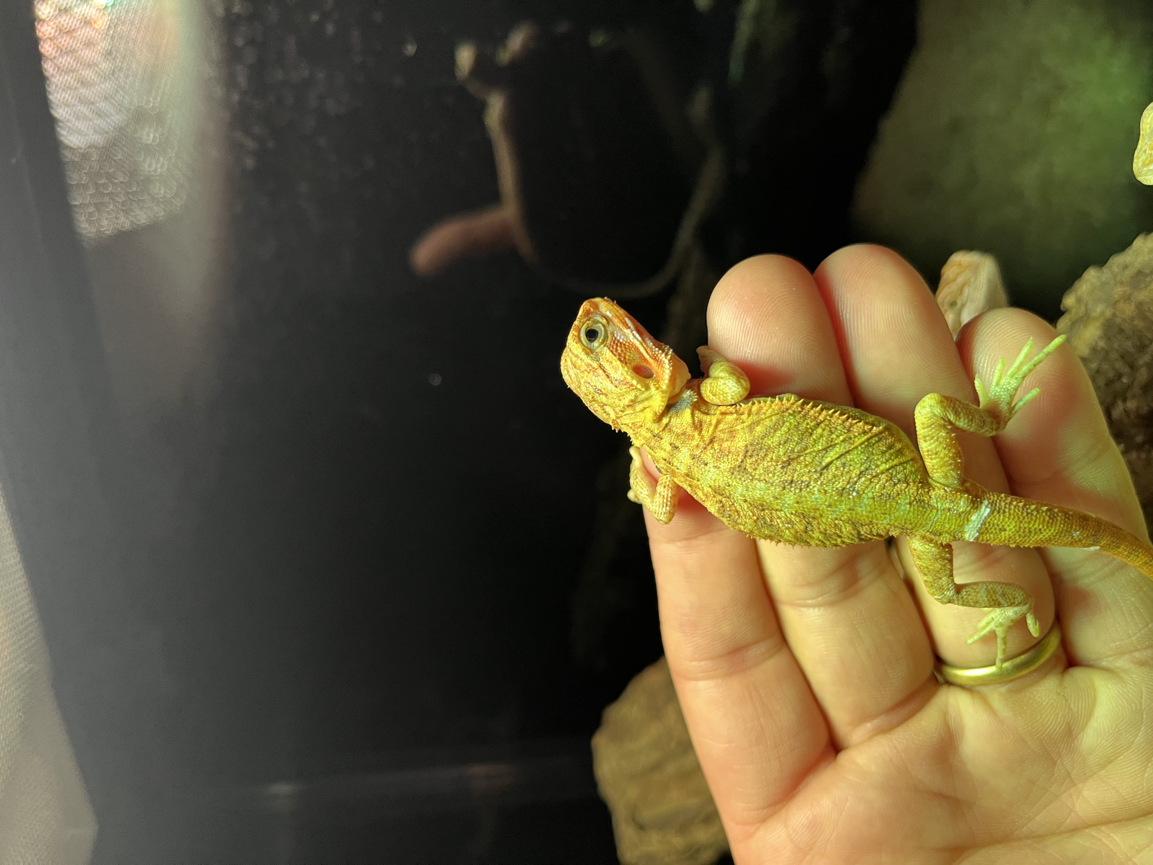 Pogona - Hypo poss blood trans