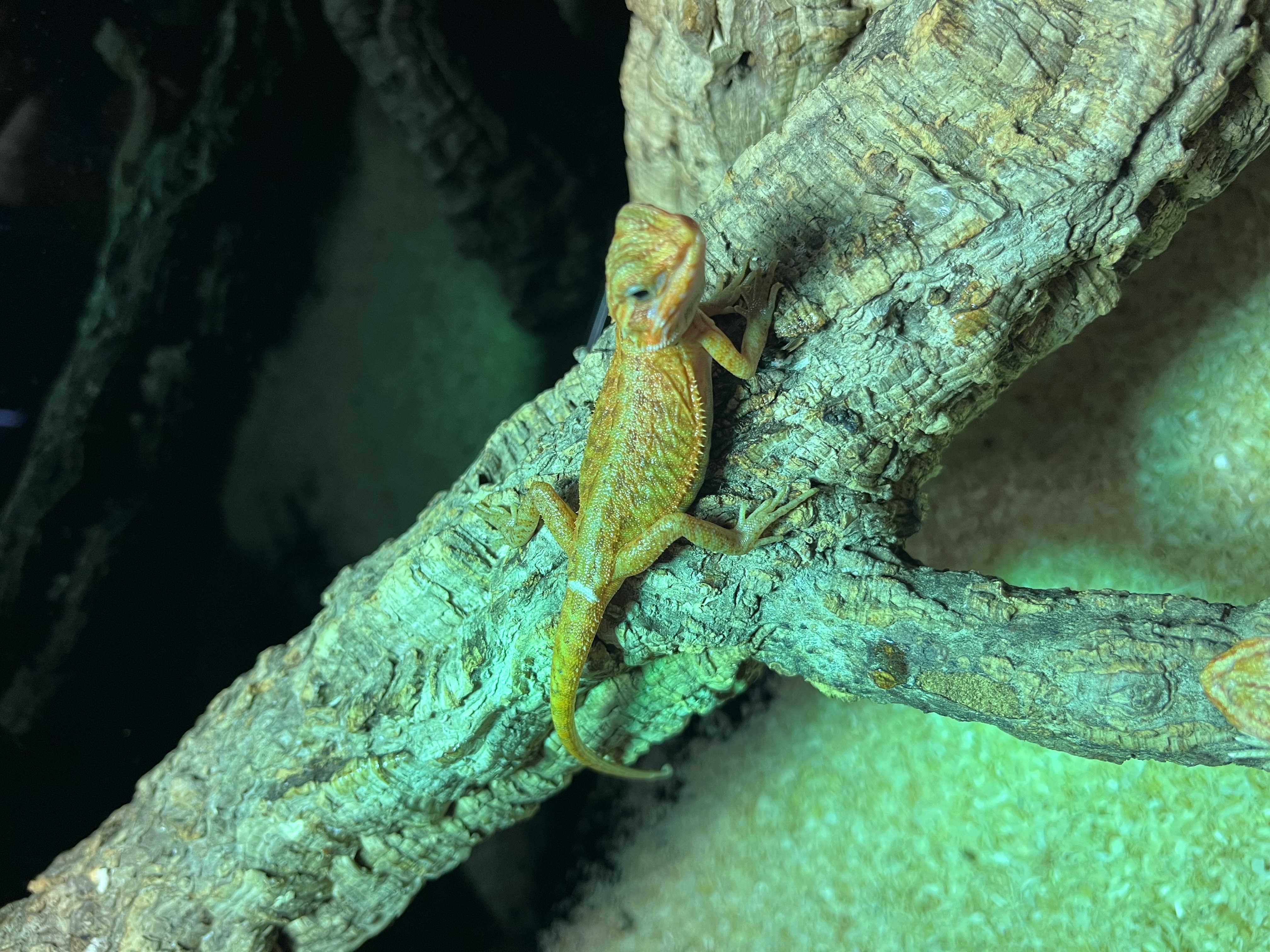 Pogona - Hypo poss blood trans