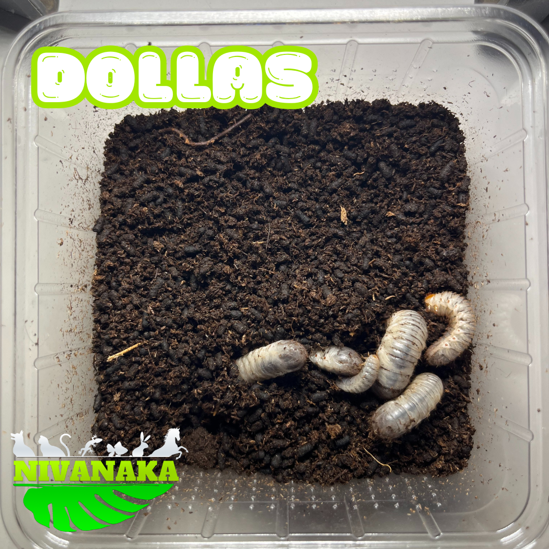 Larves de Dollas - Pachnoda butana