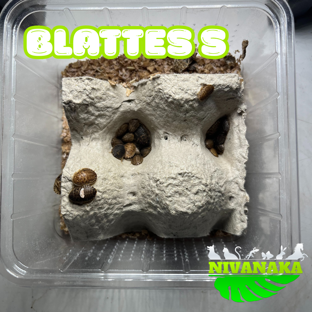 Blattes - Blastica dubia