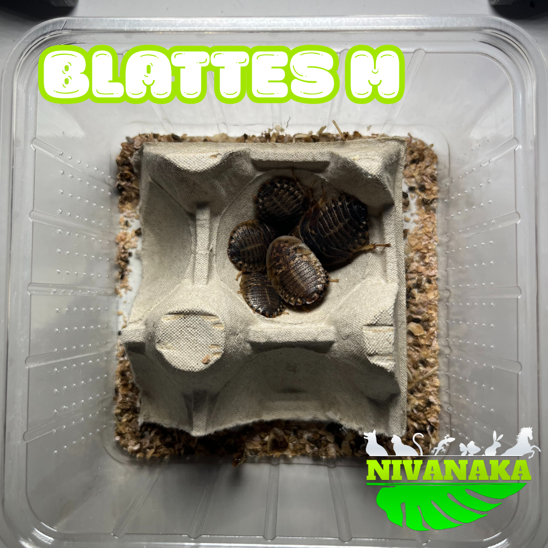 Blattes - Blastica dubia