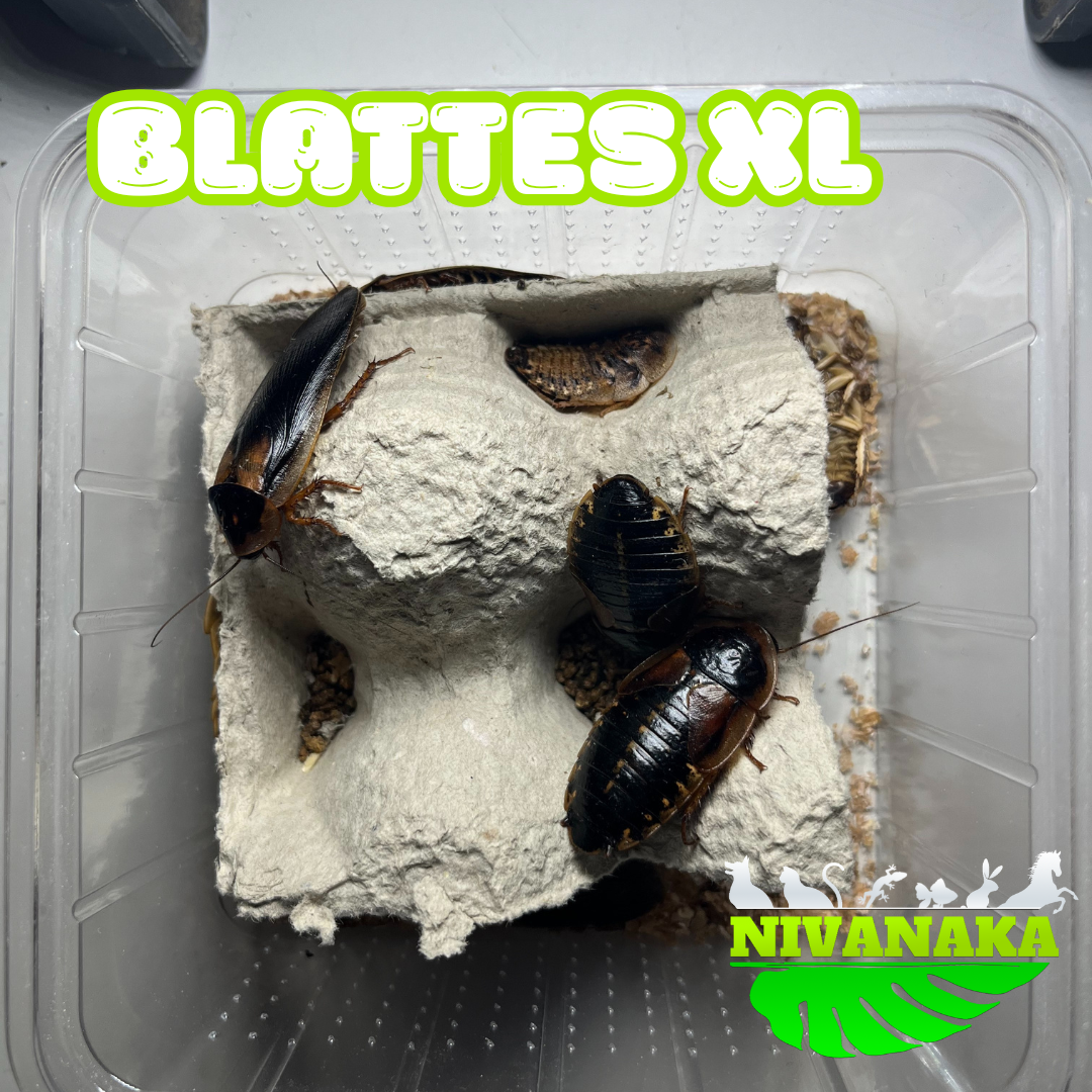 Blattes - Blastica dubia